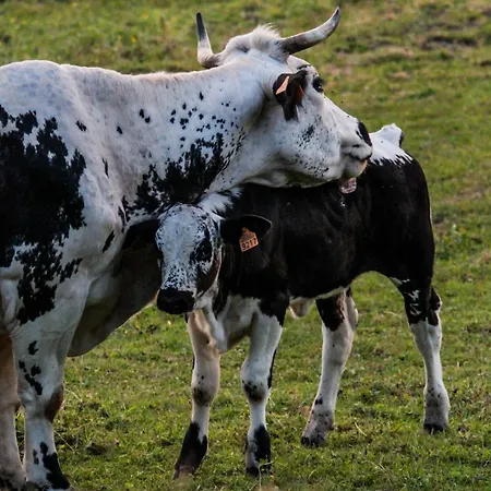 Chalet L Authentique Vosgien Vecoux