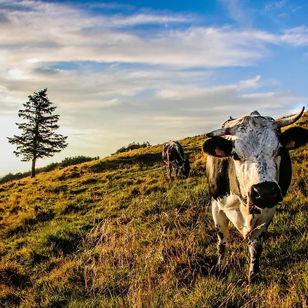 Chalet L Authentique Vosgien *