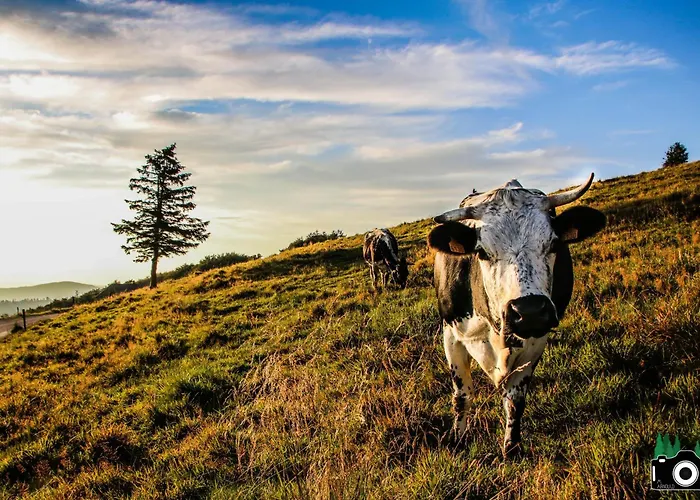 Horská chata L Authentique Vosgien *